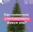 Что делать с новогодней елкой после праздников? Рассказываем о правильной утилизации - Город Мончегорск